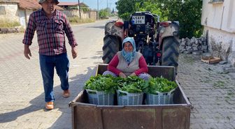 Üzümden önce yaprağı kazandırdı: Kapış kapış gidiyor
