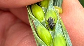 Arpa sarı cücelik virüsü ve hububat hortumlu böceğiyle mücadele çalışmaları