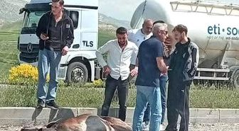 Beypazarı'nda otomobilin çarptığı geyik ağır yaralandı