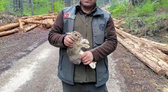 Bolu'da tomrukların arasına sıkışan yavru tavşanı ormancılar kurtardı