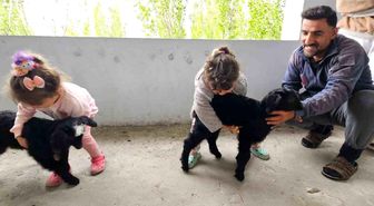 Hasköy'de gök gürültüsünden korkan yavru keçiler balkona sığındı