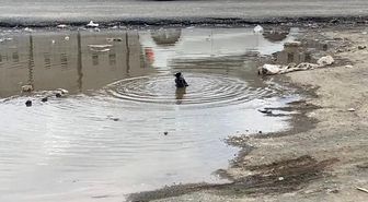 Iğdır'da karganın banyo keyfi