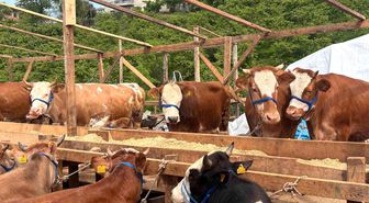 Kurban pazarında dakikalarca süren pazarlıkta inat kazandı