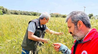Menteşe'de ekipler sahada hastalık ve süne denetiminde