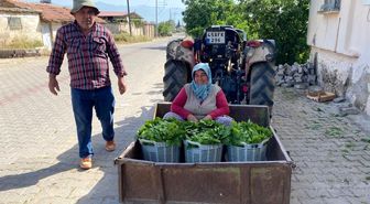 Üzümden önce yaprak kazandırdı