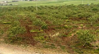 Komşu illerde aşırı yağışlar nedeniyle Siirt fıstığında rekolte ve talebin artması bekleniyor