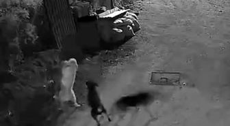 Kurtlar, indikleri köyde köpeği boğdu