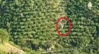 Giresun'da Kamyonet Yamaçtan Taklalar Atarak Yuvarlandı: 2 Yaralı