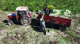Bafra Ovası'nda pırasa hasadında sona gelindi