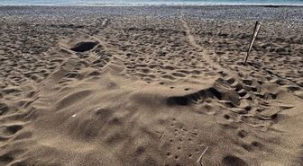 İztuzu Sahili'ndeki caretta caretta yuva sayısı 21'e ulaştı