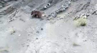 Yamaçtan kayan ayı gülümsetti