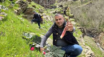 Bitlisliler 'yayla muzu' için dağlara akın etti