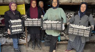 Yayladağı'nda Mantar Kooperatifi İstihdam Kapısı Oldu