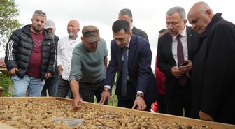 Kilosu 12 bin TL'den satılıyor! 'Topraktaki altın'ın hasadı başladı