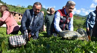 Artvin'de geleneksel çay hasadı etkinliği düzenlendi