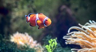 Albüm: Çin'in Hainan Eyaletindeki Atlantis Sanya Akvaryumu Ziyaretçi Akınına Uğruyor