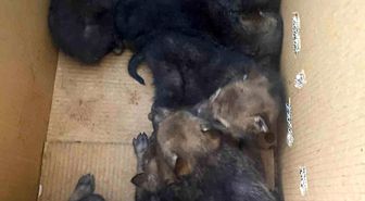 Karakoçan'da bulunan 7 yavru kurt koruma altına alındı