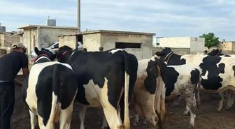 Duyanlar inanamıyor: Burada kurbanlık düve ve tosunlar 45 bin liraya satılıyor