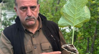 Yağmur ormanlarında yaşayan baykuş kelebeği görüntülendi