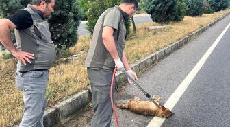 Yaralı çakal tedavi altına alındı