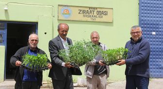 Zara'da çiftçilere fide dağıtıldı