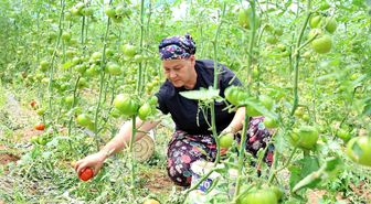 Dangalak domatesin hasadı başladı