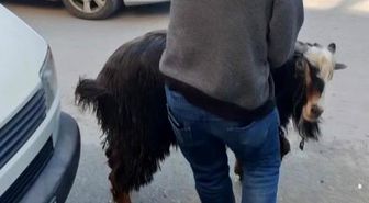 Amasya'da kurbanlık keçi kaçtı, vatandaşlar kovaladı