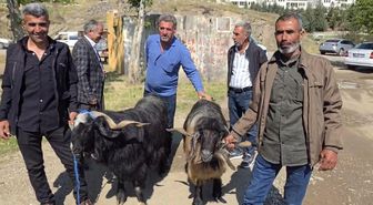 Bayram öncesi hayvan pazarına ilgi arttı