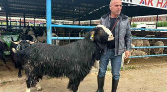Bursa'daki kurban pazarının şampiyon keçisi 47 bin liradan satıldı