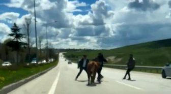Erzurum'da bir kurban klasiği: Kaçan kurbanlıklar trafiği birbirine kattı