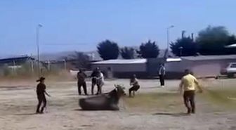 Hayvan pazarından kaçan inek ortalığı karıştırdı