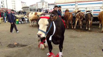 Kars'ta kurban pazarı hareketlendi: 700 kiloluk süslenmiş düve ilgi odağı oldu