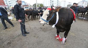 Kars ve Ardahan'da kurbanlık pazarlarında arife yoğunluğu yaşanıyor