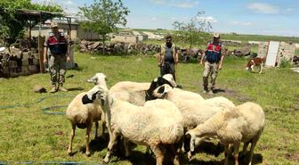 Kaybolan kurbanlıklar dron ile bulundu