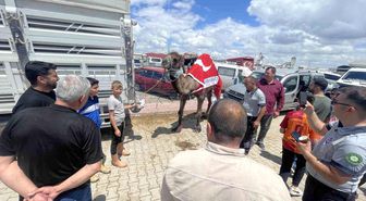 Kurban pazarının gözdesi deve 330 bin TL'ye satıldı