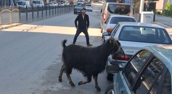 Sahibinin elinden kaçan kurbanlık keçi, uzun uğraşlar sonucu yakalandı