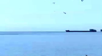 Tekirdağ'da yunuslar kıyıya yakın görüntülendi