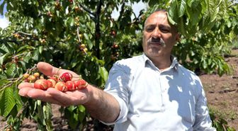 Tokat'ta aşırı yağışlar erkenci kirazı vurdu