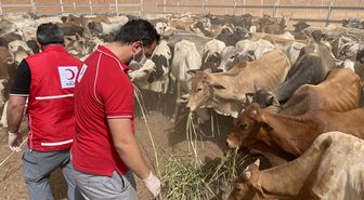 Türk Kızılay Sudan'da 300 büyükbaş kurban kesecek