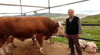 Yozgat hayvan pazarında kurbanlıklar alıcısını bekliyor