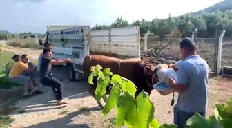 6 kişinin zapt edemediği boğa bir tekmeyle böyle yere serdi