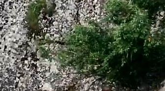 Elazığ'ın tarihi mahallesinde dağ keçileri görüntülendi