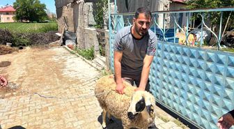 Erzincan'da kaçan kurbanlık koyun 1 saat sonra yakalandı