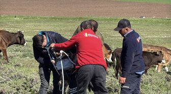 Erzurum ve Kars'ta kaçan kurbanlıklar zor anlar yaşattı
