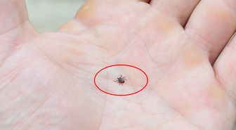 Kene popülasyonu arttı, uzmanlar tedbir çağrısı yaptı