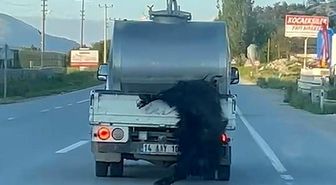 Kurbanlığı araçtan sarkıtan sürücüye 31 bin lira ceza