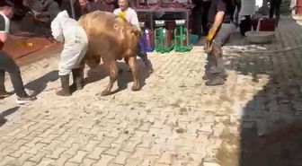 Kütahya'da kaçmaya çalışan kurbanlık kesim görevlisini savurdu
