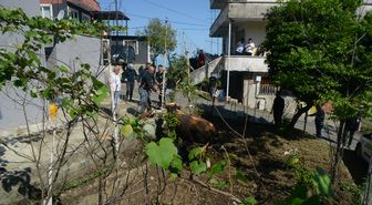 Rize'de kaçan kurbanlık boğa sahiplerine zor anlar yaşattı