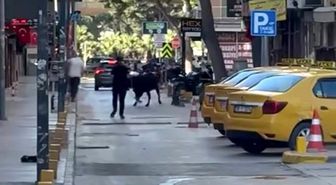 Sahibinin elinden kaçan dana korku dolu anlar yaşattı