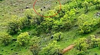 Tunceli'de ayı sürüsü görüntülendi